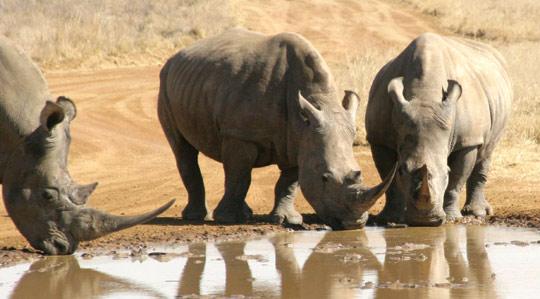 White rhinos are targeted by poachers for their horns which fetch high prices in Yemen.